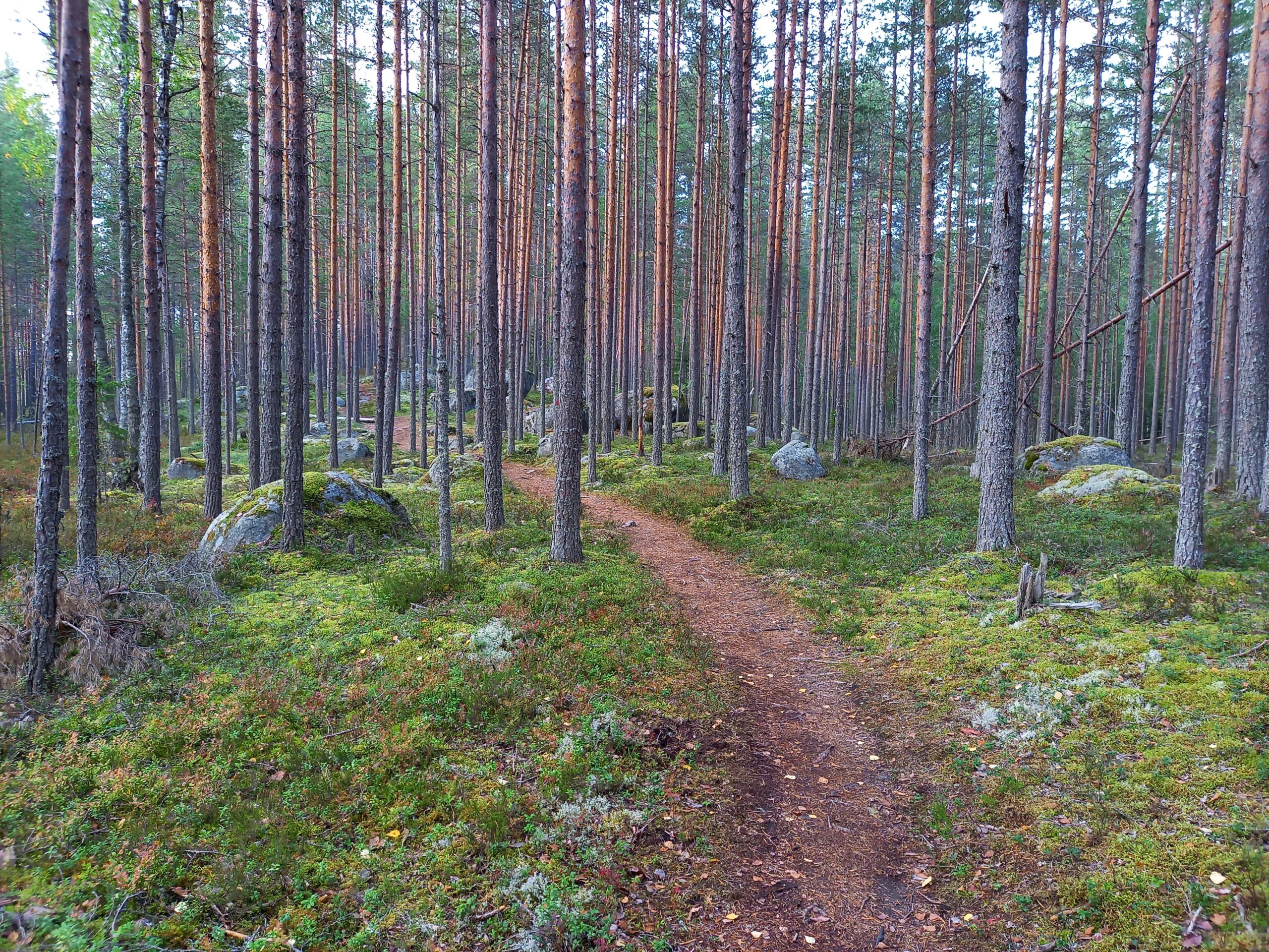 Projektiapu: Apua ja tukea viestintään, kehittämiseen ja projekteihin. Uraravistelu: Rohkaisua uran ja työelämän käännekohtiin. Kuvassa metsäpolku jossain päin Suomea.